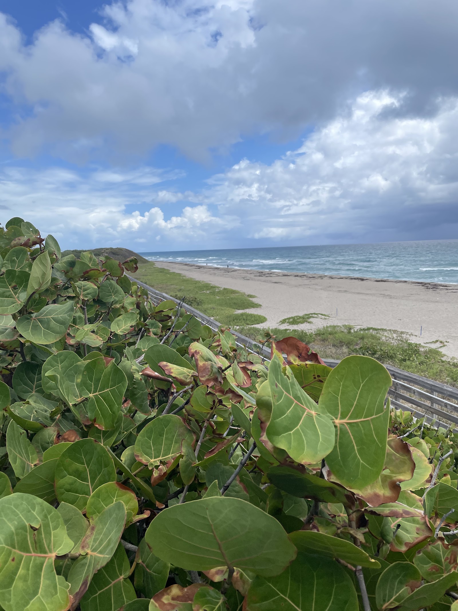 Singer Island detail 1